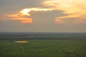 Ricefields near Tonle Sap Lake
