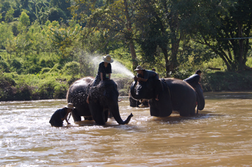 Elephants playing in the river