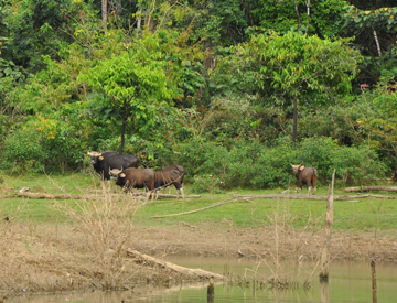 Wild Buffalos