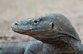 Komodo Dragons, Indonesia
