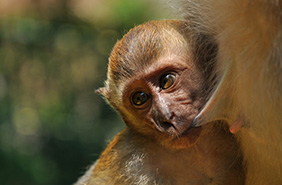 Monkey Business