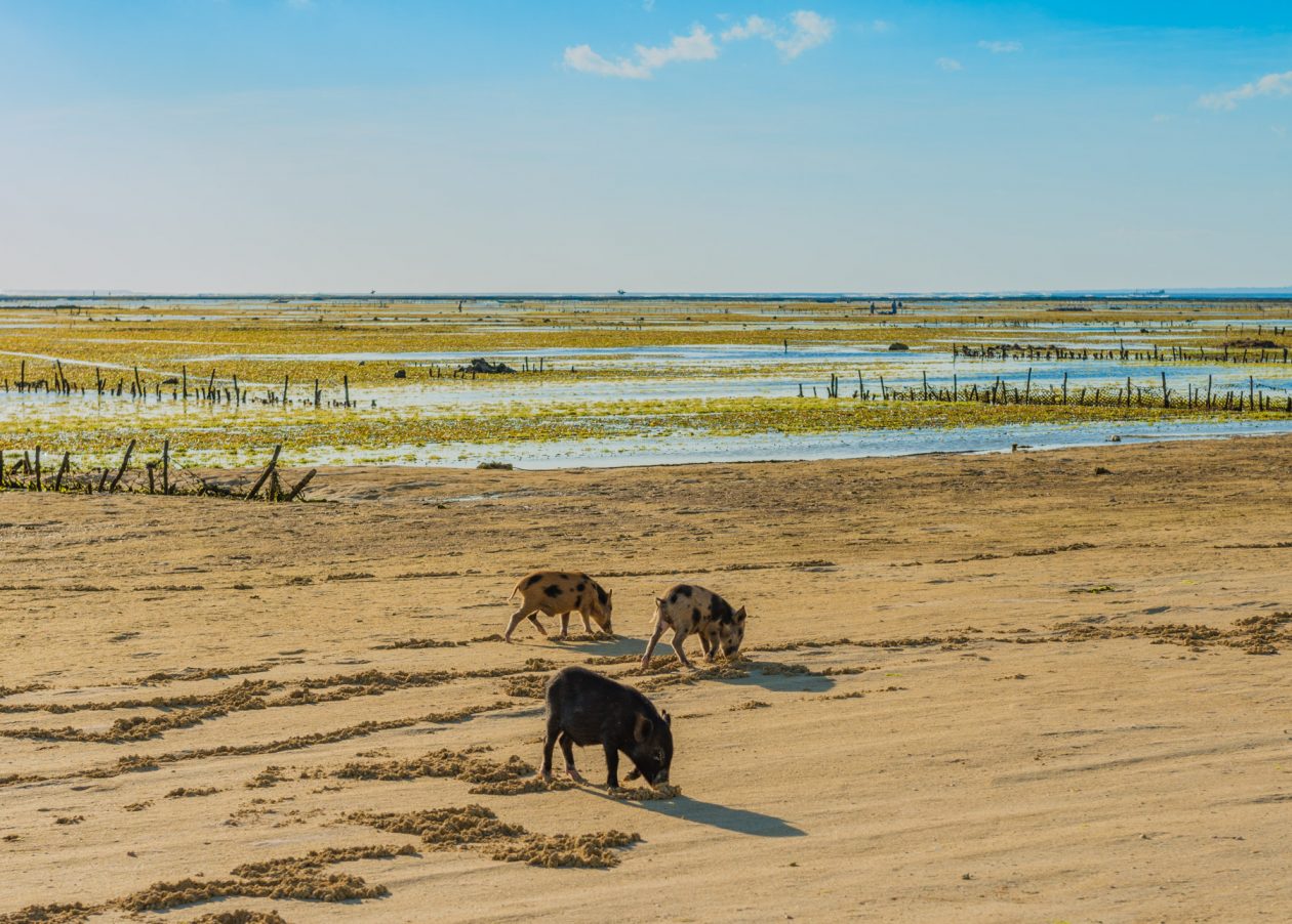 Piglets on Nembrala Beach, Rote Island, Indonesia