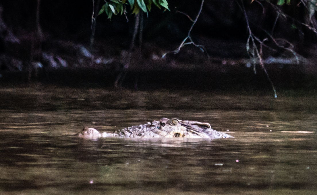 Crocodile in Kinabatangan River, Sabah, Borneo, Malaysia