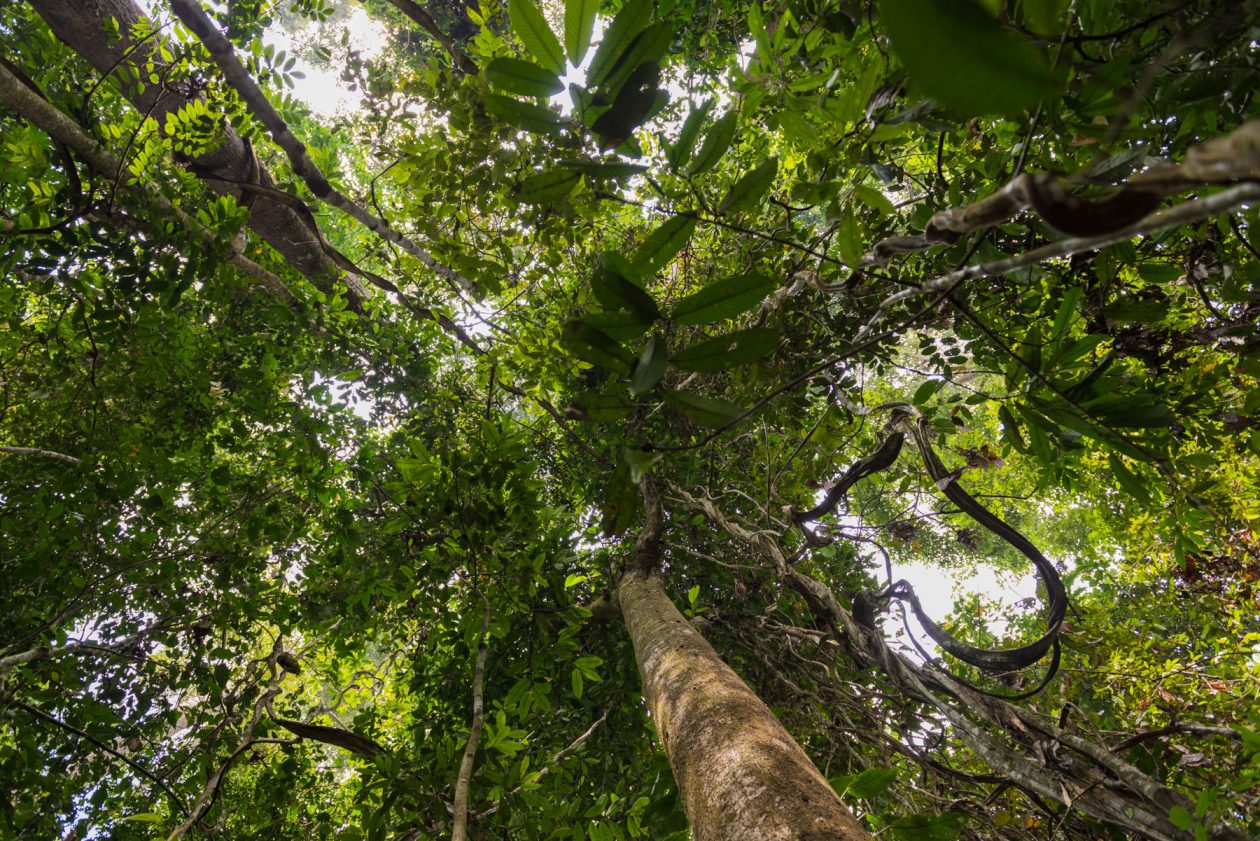 Tuwau National Park, Sabah, Borneo, Malaysia