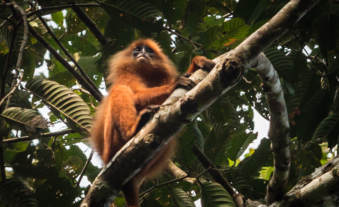 Red Monkey in Tawau Jungle, Sabah, Borneo, Malaysia