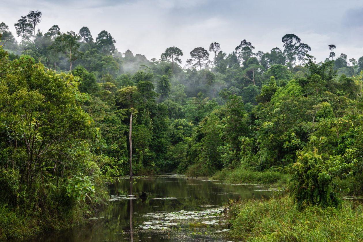 Misty Borneo Jungle Lake, Sabah, Malaysia