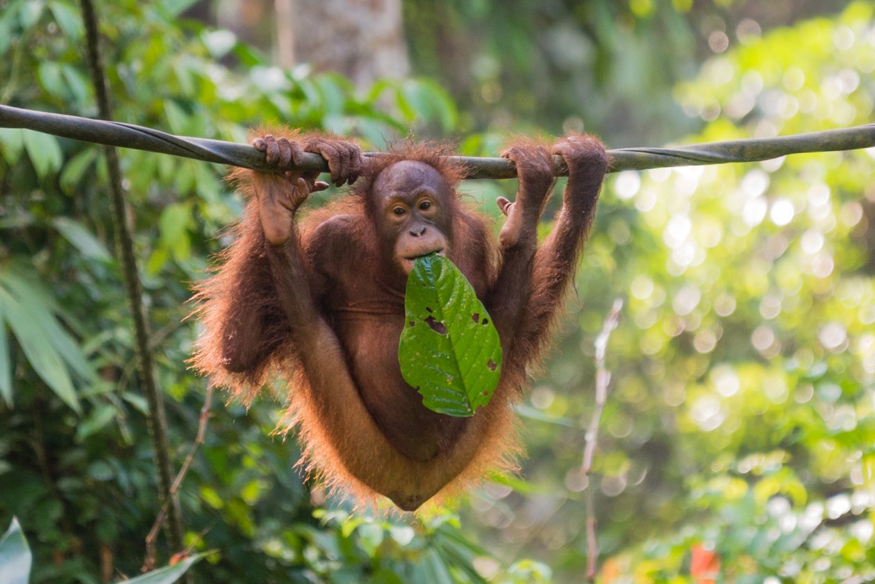 Orangutan in Sepilok Orangutan Rehabilitation Centre, Sabah, Borneo, Malaysia