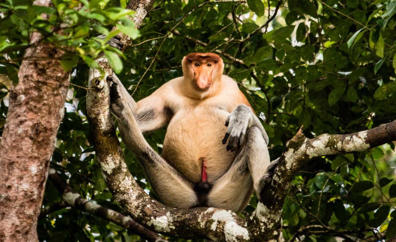 Proboscis Monkeys, Kinabatangan River, Sabah, Borneo, Malaysia